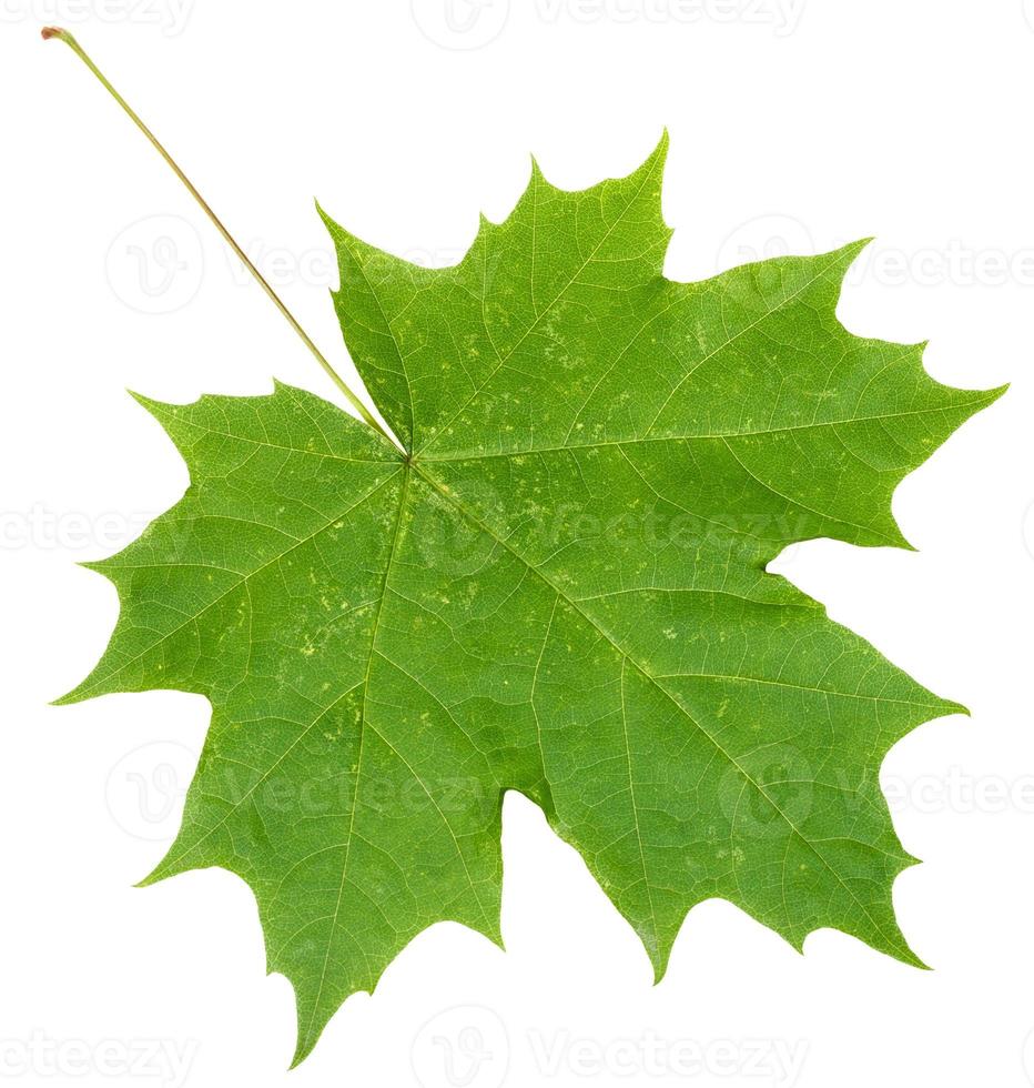 fresh green maple leaf isolated on white photo