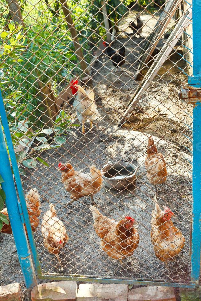 gallo y gallinas en el patio de las aves de corral foto