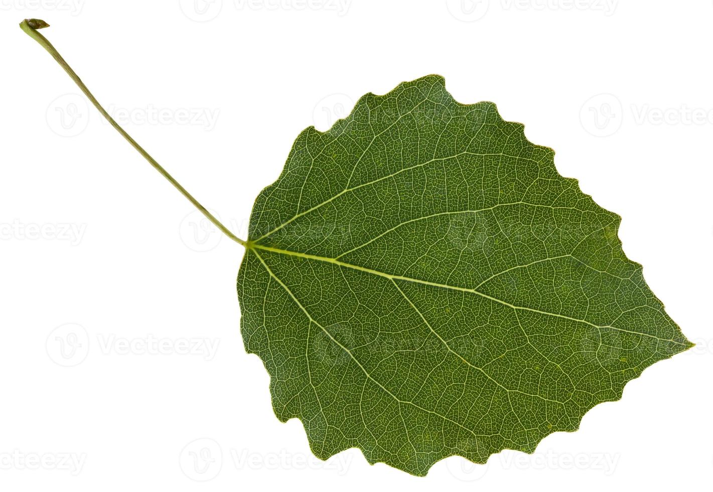 leaf of aspen Populus tremula tree isolated photo