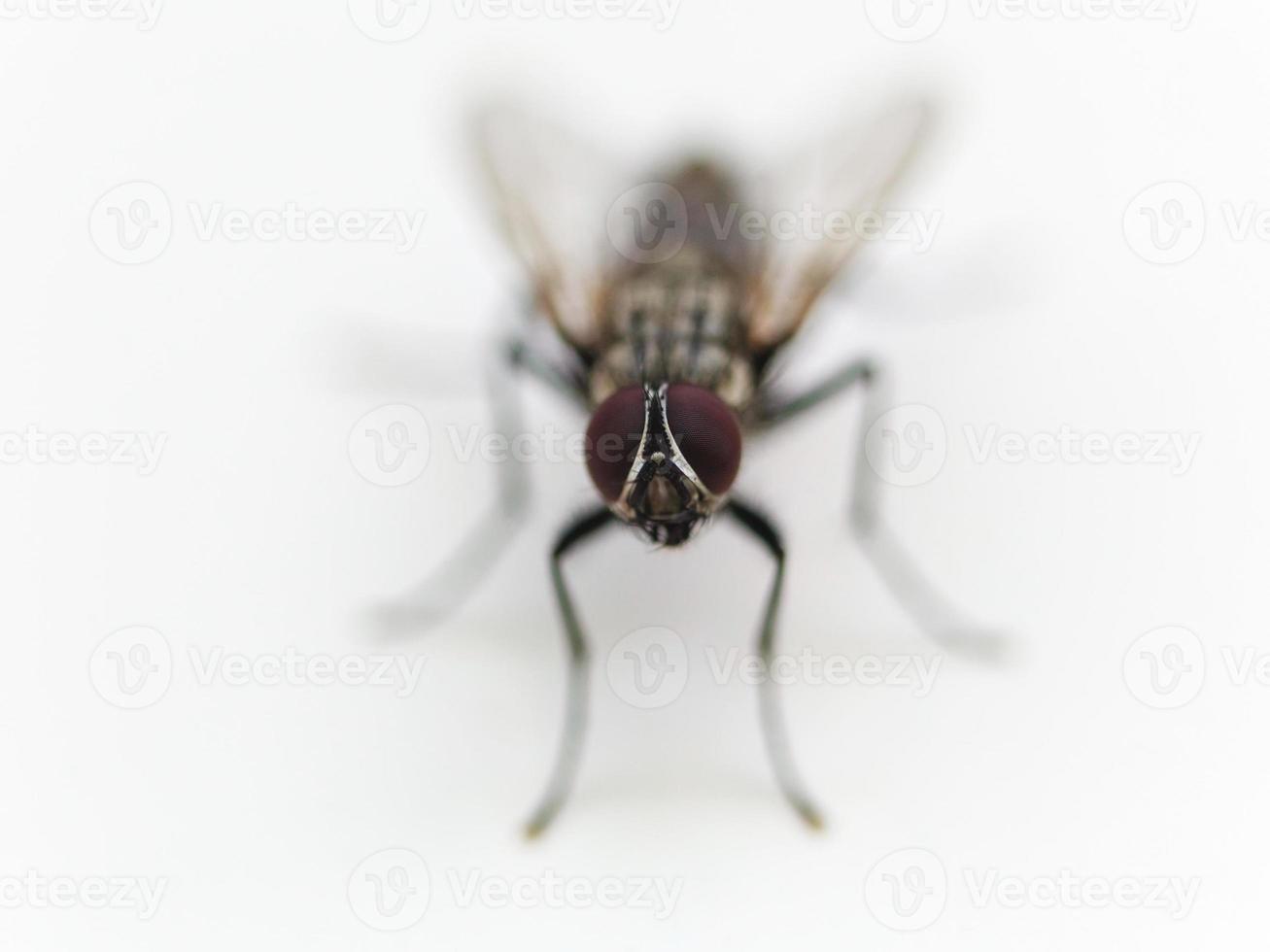 frontal view of housefly close up on whit photo
