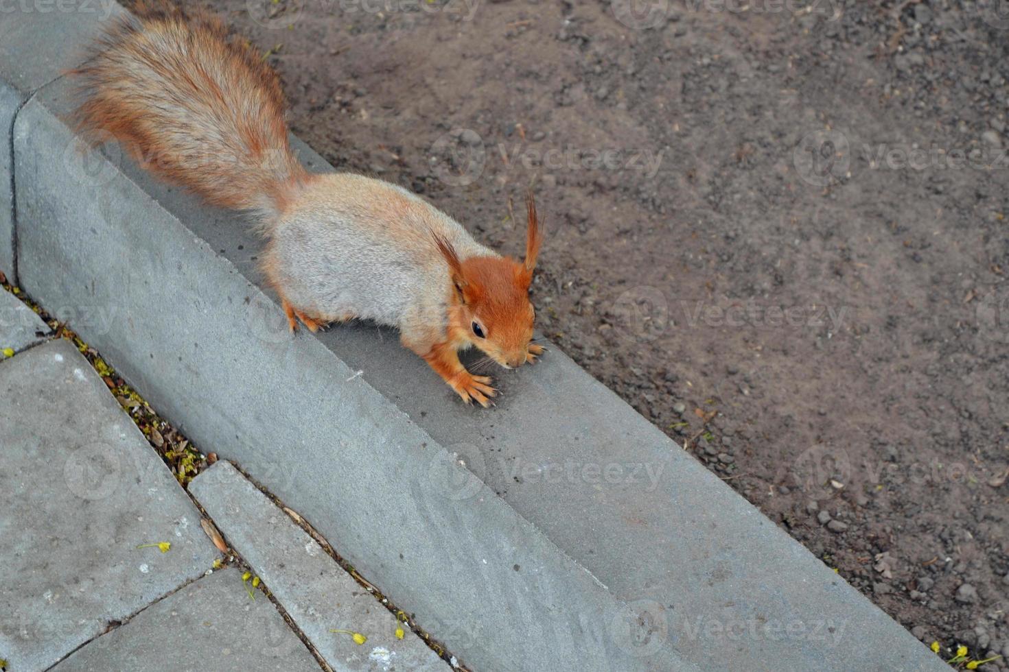 Squirrel in summer park. nature photo