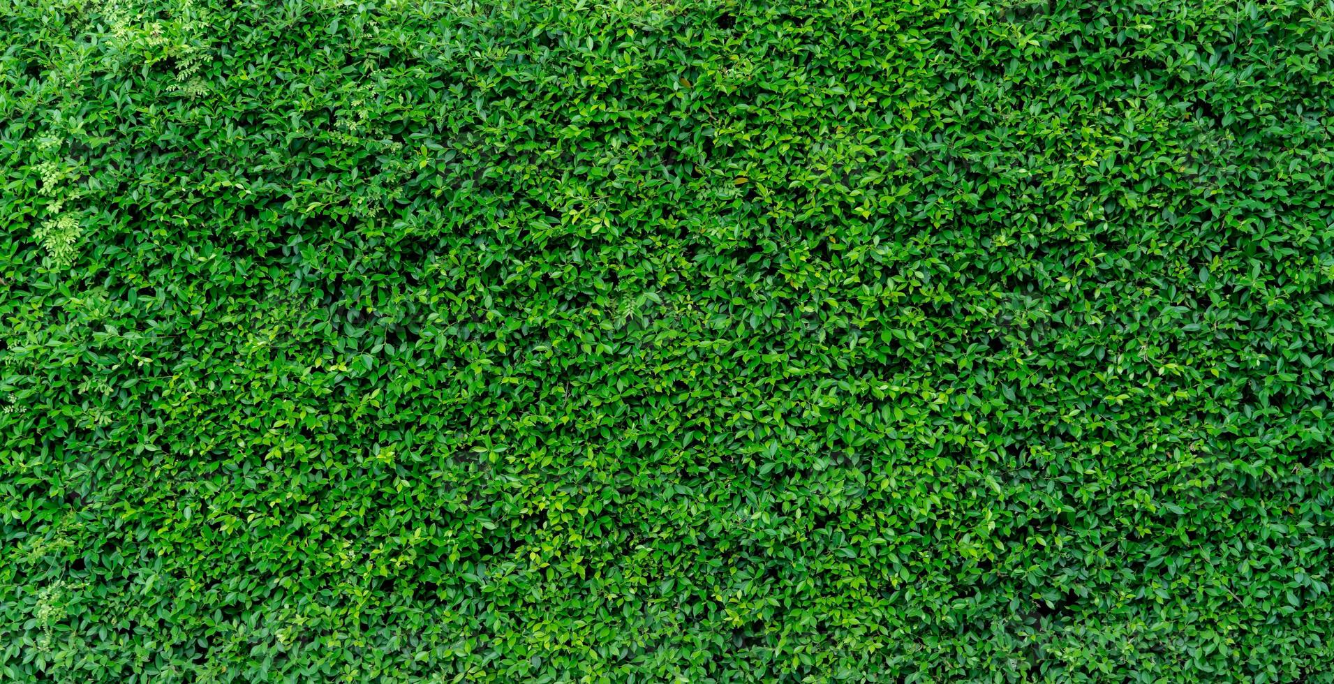 Small green leaves in hedge wall texture background. Closeup green hedge plant in garden. Eco evergreen hedge wall. Natural backdrop. Beauty in nature. Green leaves with natural pattern wallpaper. photo