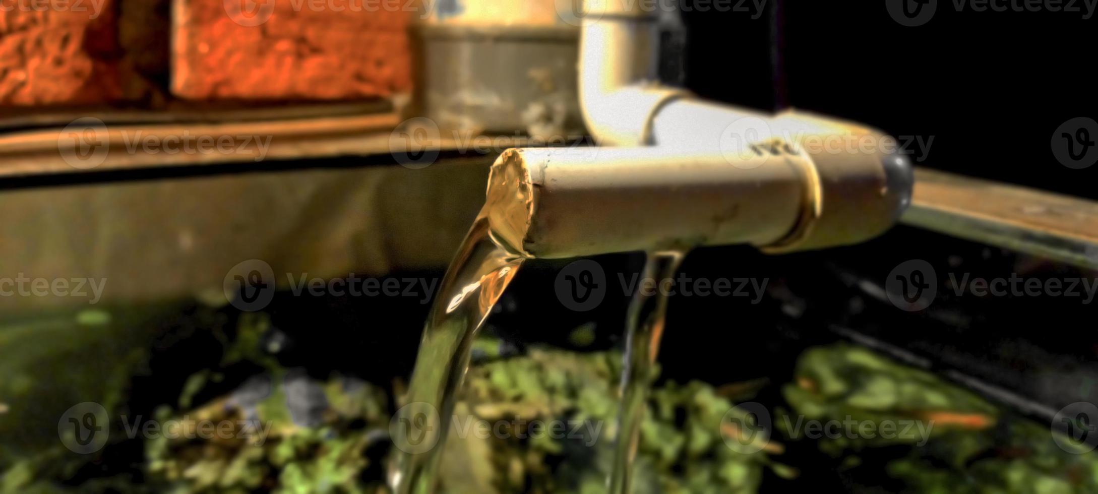 retrato de acuario de peces ornamentales foto