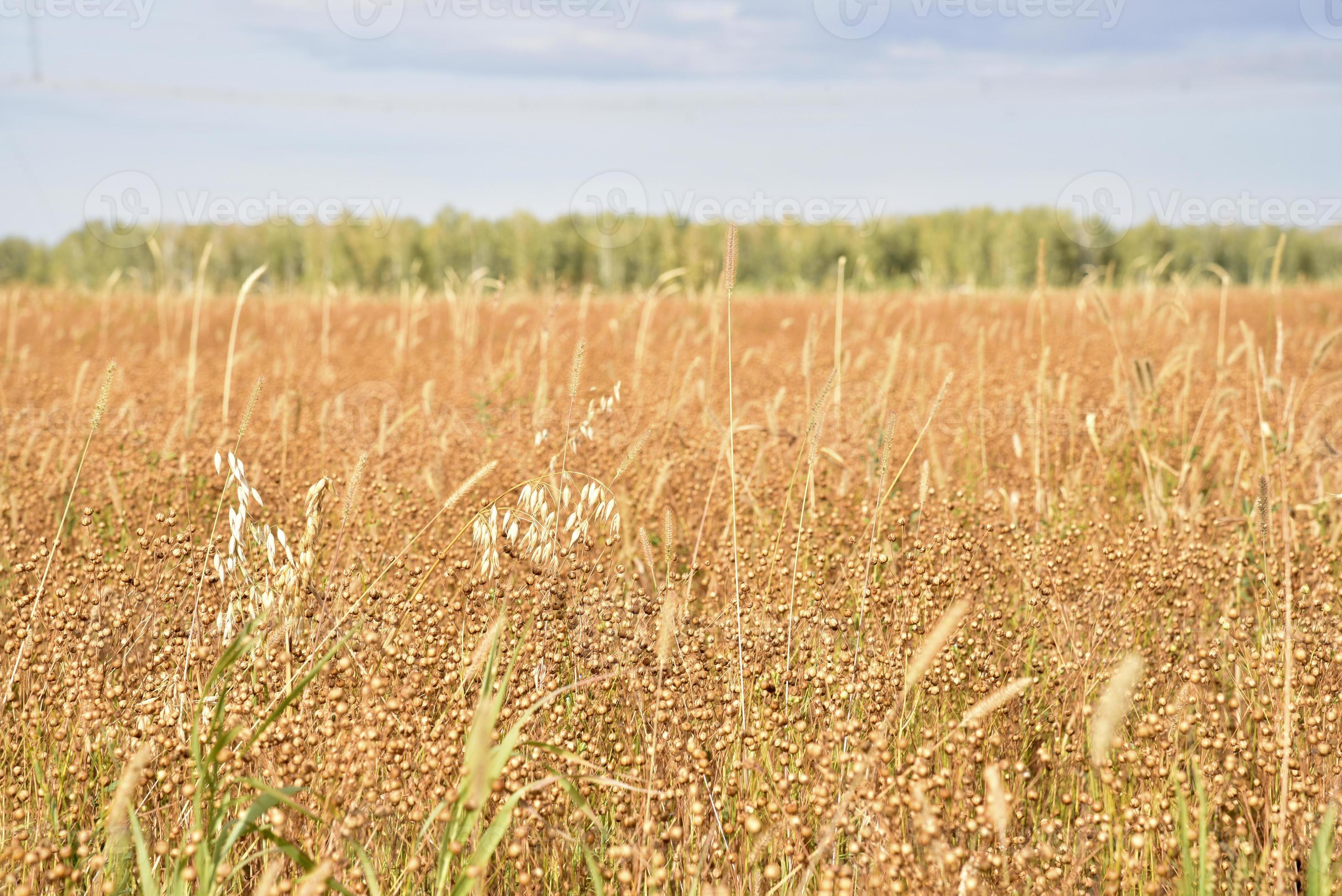 buckwheat-field-in-the-countryside-during-the-day-buckwheat-ears-in