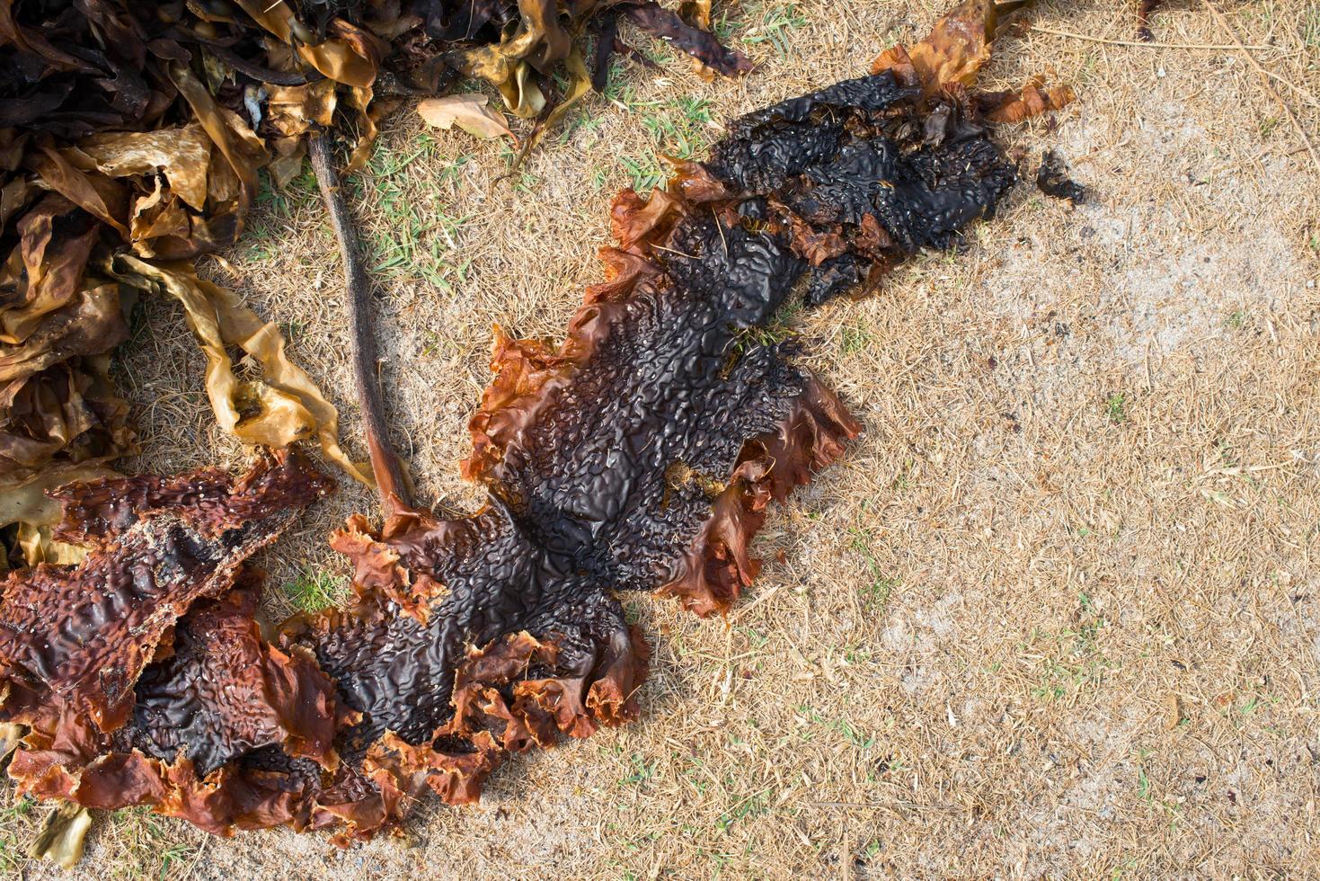 Seaweed drying on a sandy terrain. Outdoors photo