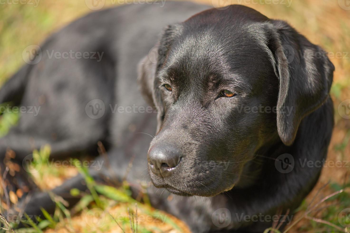 A black labrador retriever lies on a beige natural background on a sunny day. The dog is resting. photo