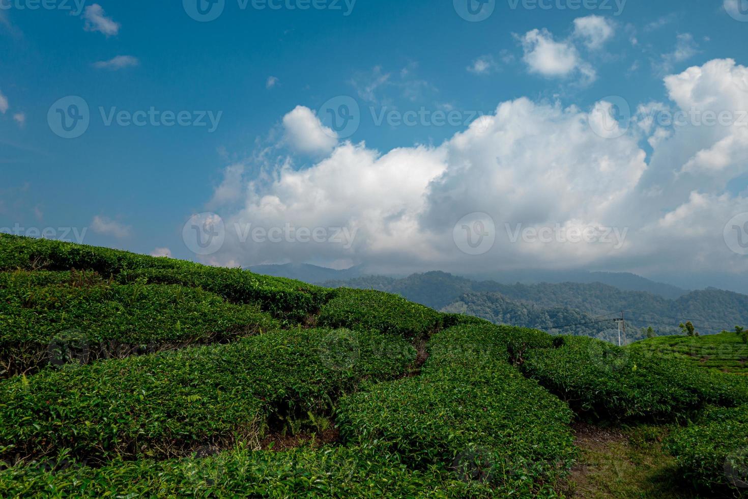 Bright sunny day in farmland photo