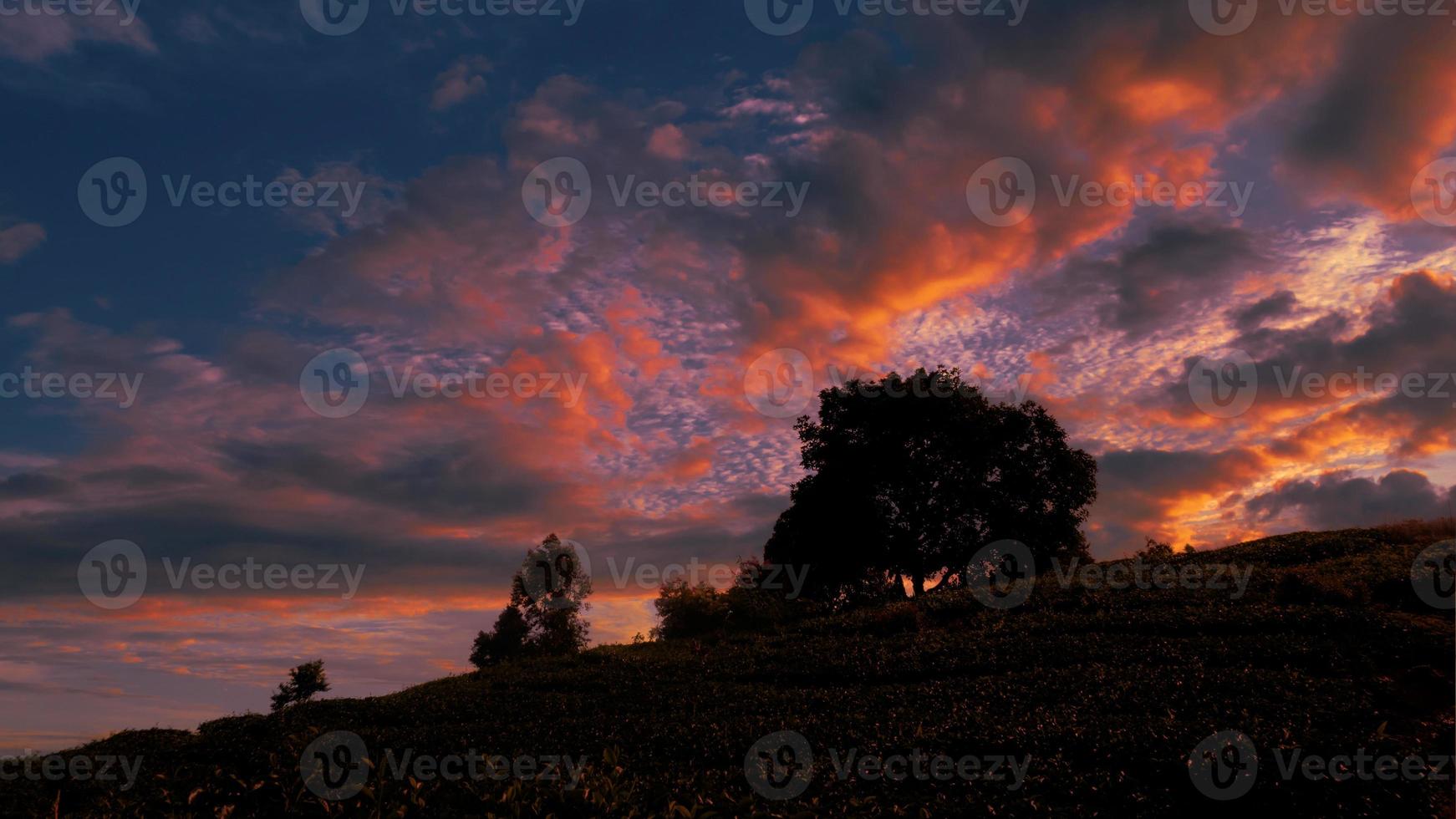 Sunset landscape with field and trees. photo