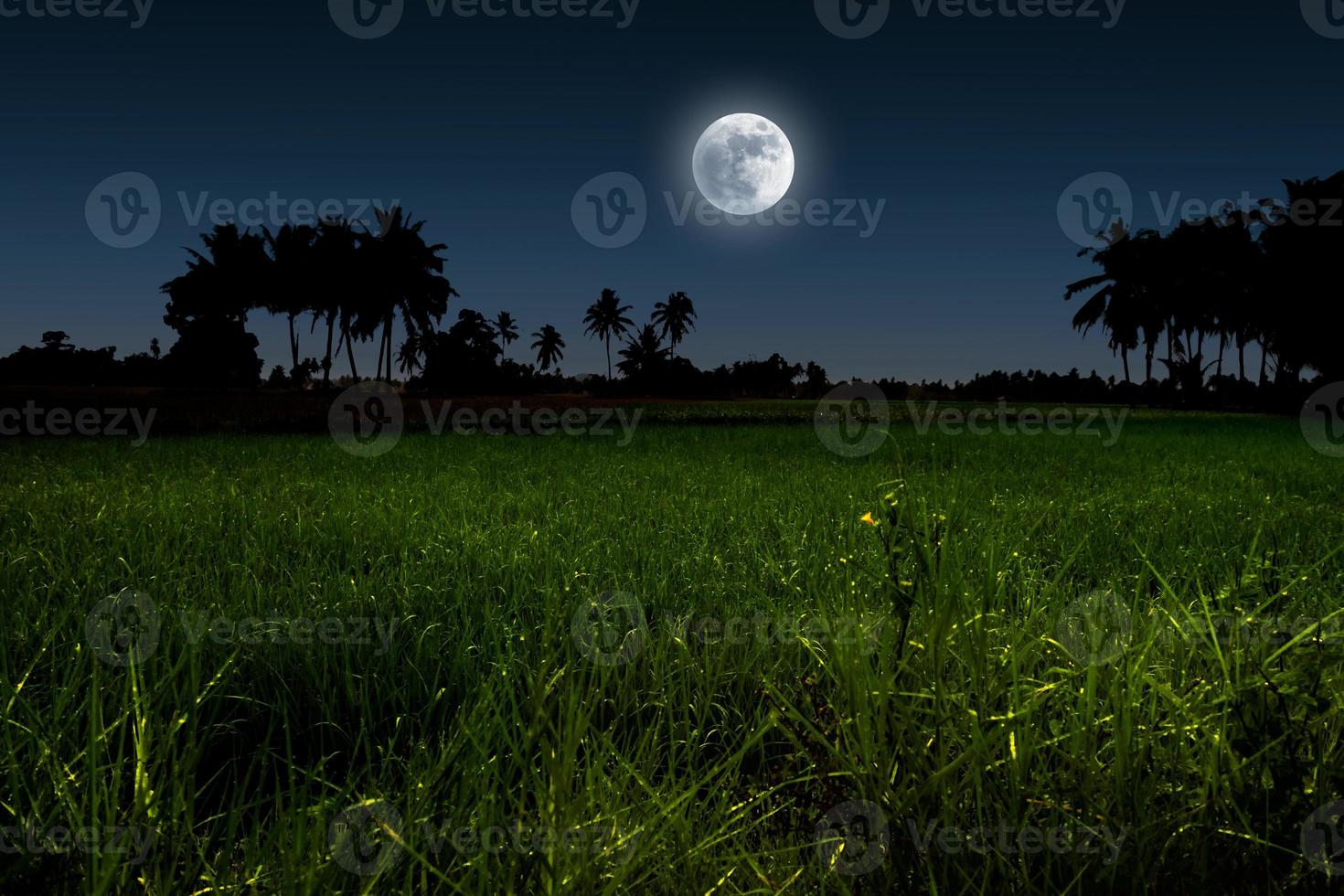 Moonlight night over green field. photo