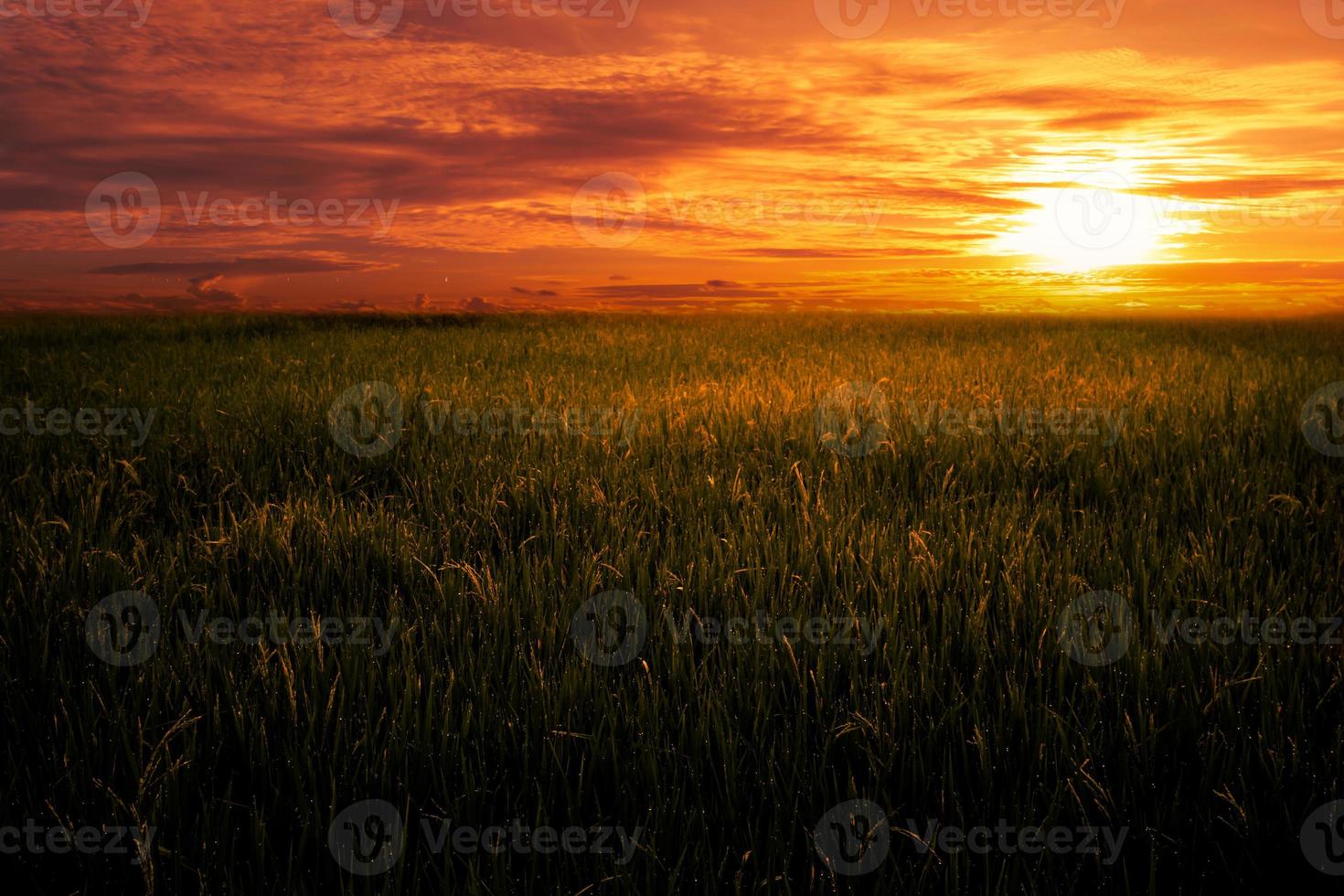 Rice field landscape during golden hour. photo