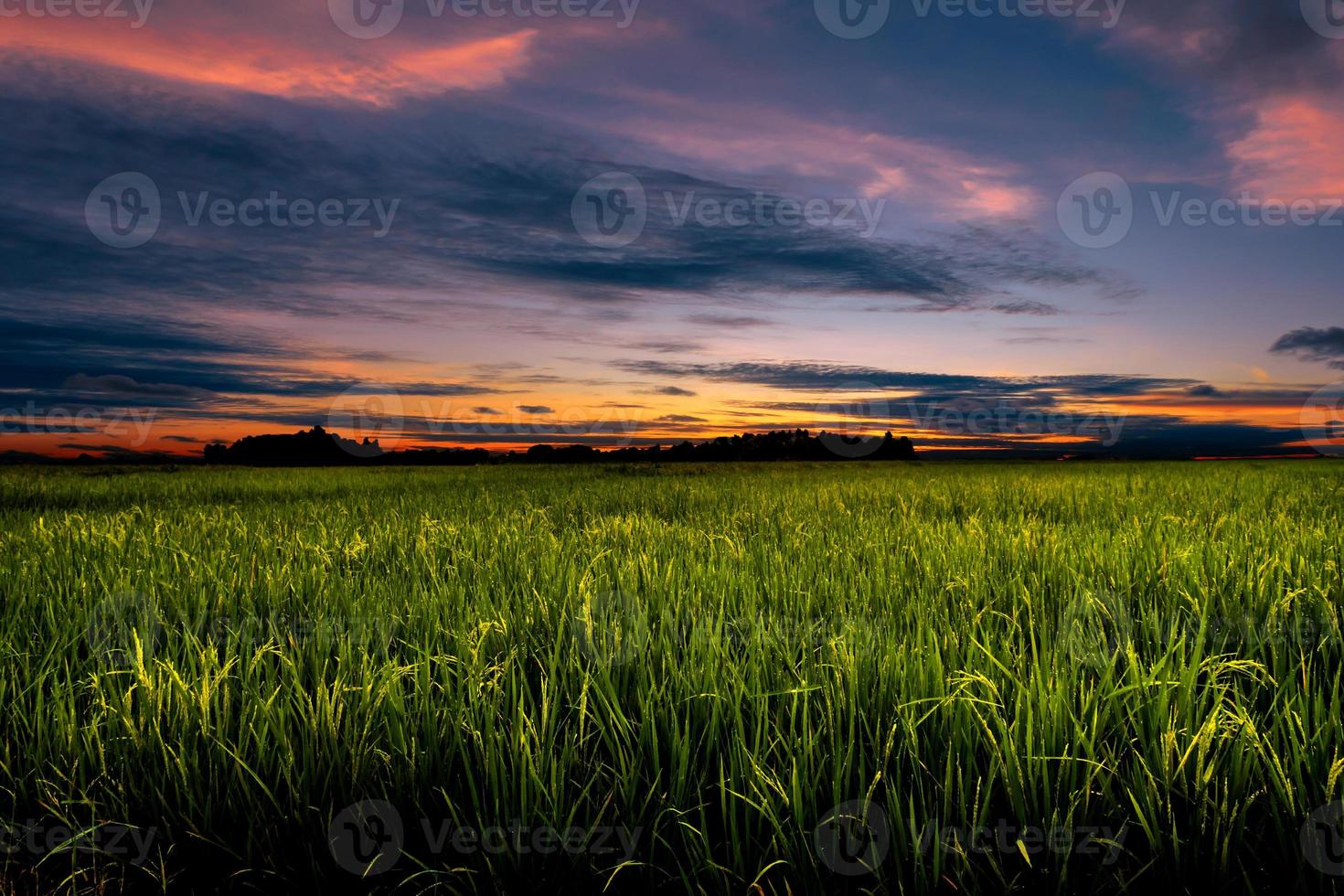 Dusk in agricultural field photo