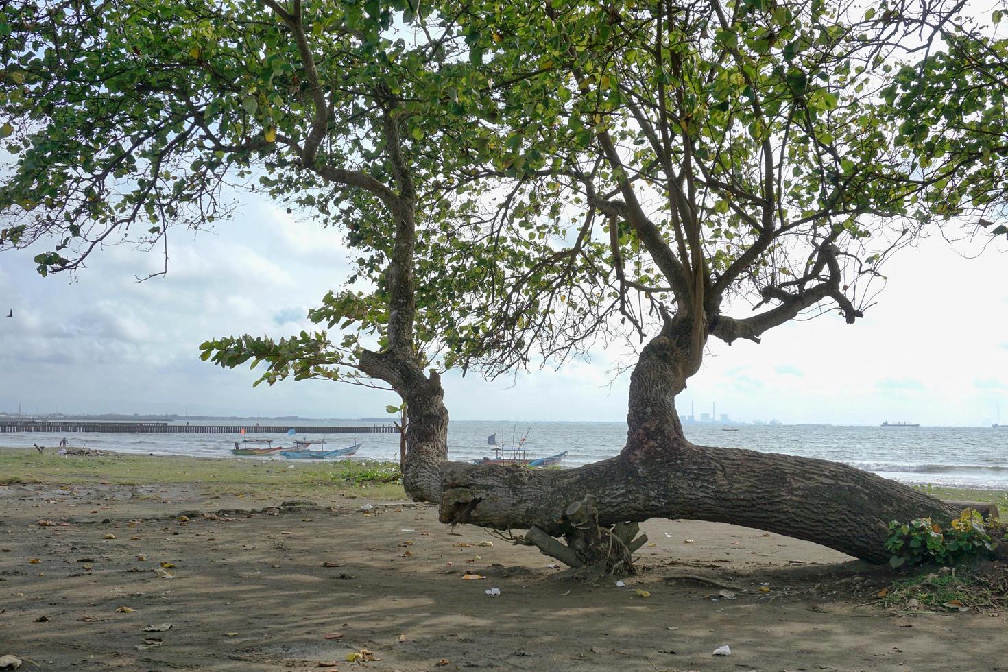 árboles waru junto a la playa y barcos de pesca foto