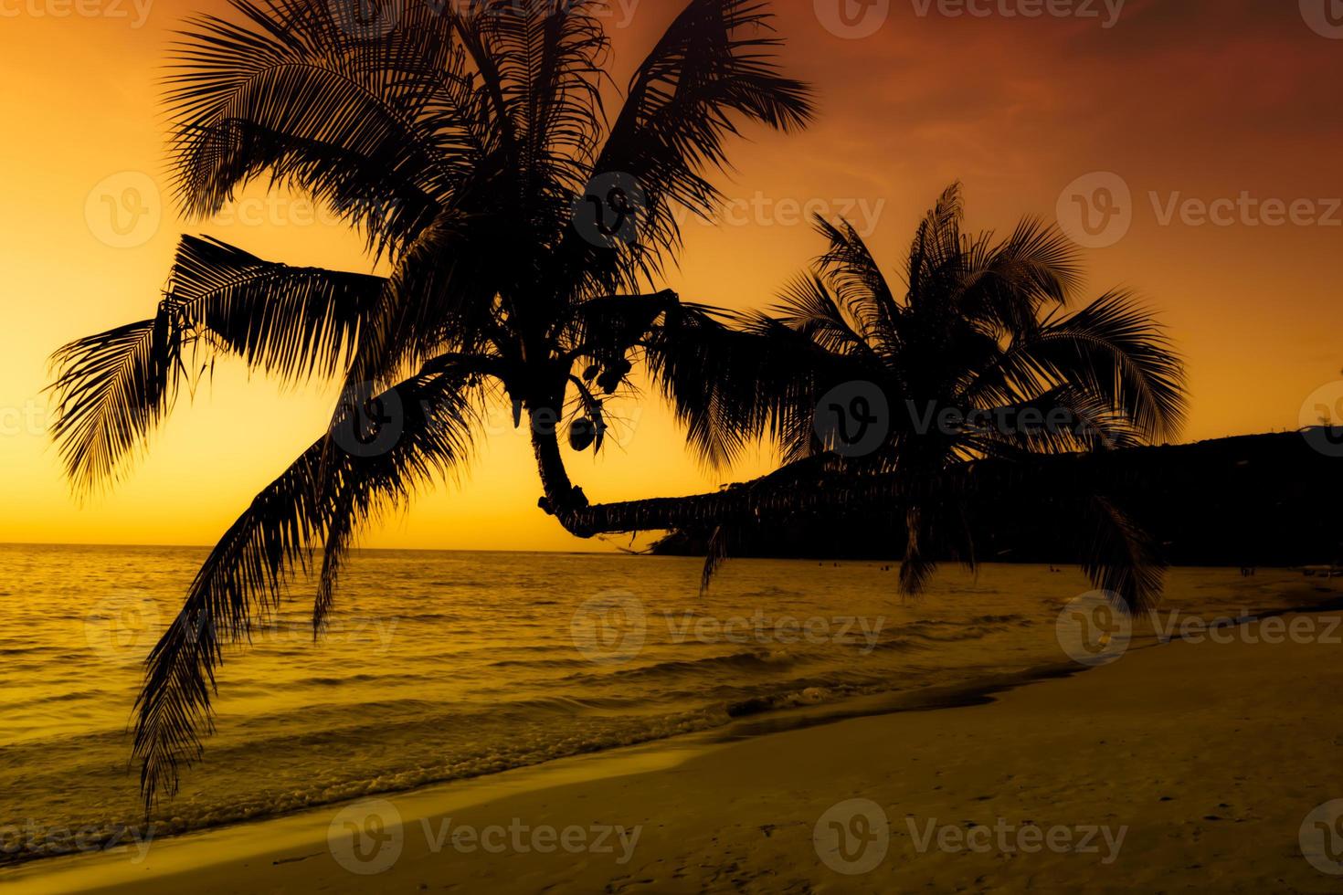 Silhouette of palm tree on the beach during sunset of beautiful a tropical beach on sky background photo