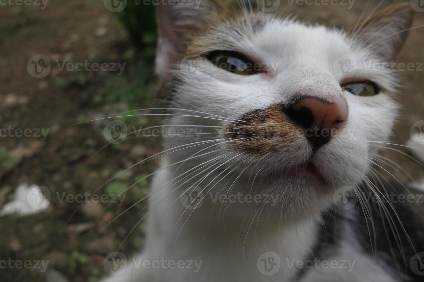 cat looking at me when I take a photos her