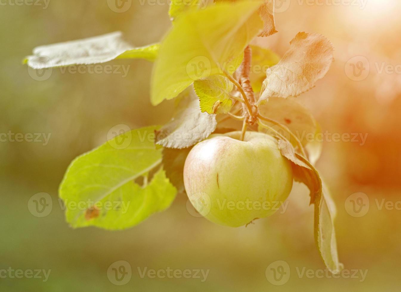 al atardecer, una manzana cuelga de una rama en el jardín. foto