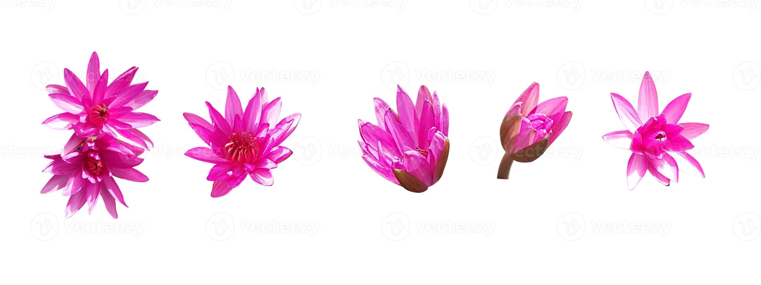 Lotus flower isolated on white background photo