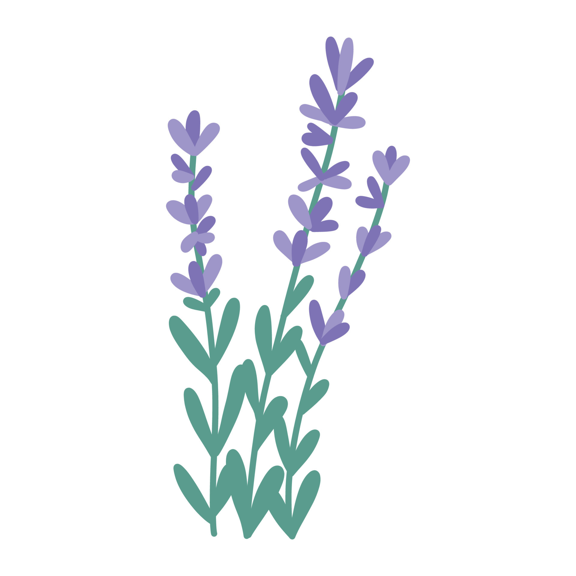 Hand drawn bunch of lavender flowers, flat vector illustration isolated on  white background. Cute cartoon purple flowers. Aromatherapy and spa  concepts. Herb for alternative herbal medicine. 11870710 Vector Art at  Vecteezy