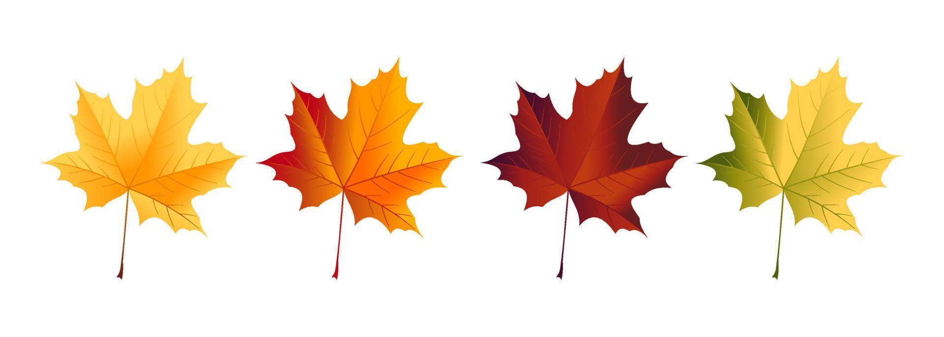 Maple leaf in red, yellow, and green colors isolated on white background. Vector design illustration