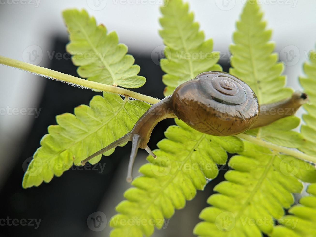 Garden snail or asian trampsnail on fern leaf in the morning, extreme close up, selected focus photo