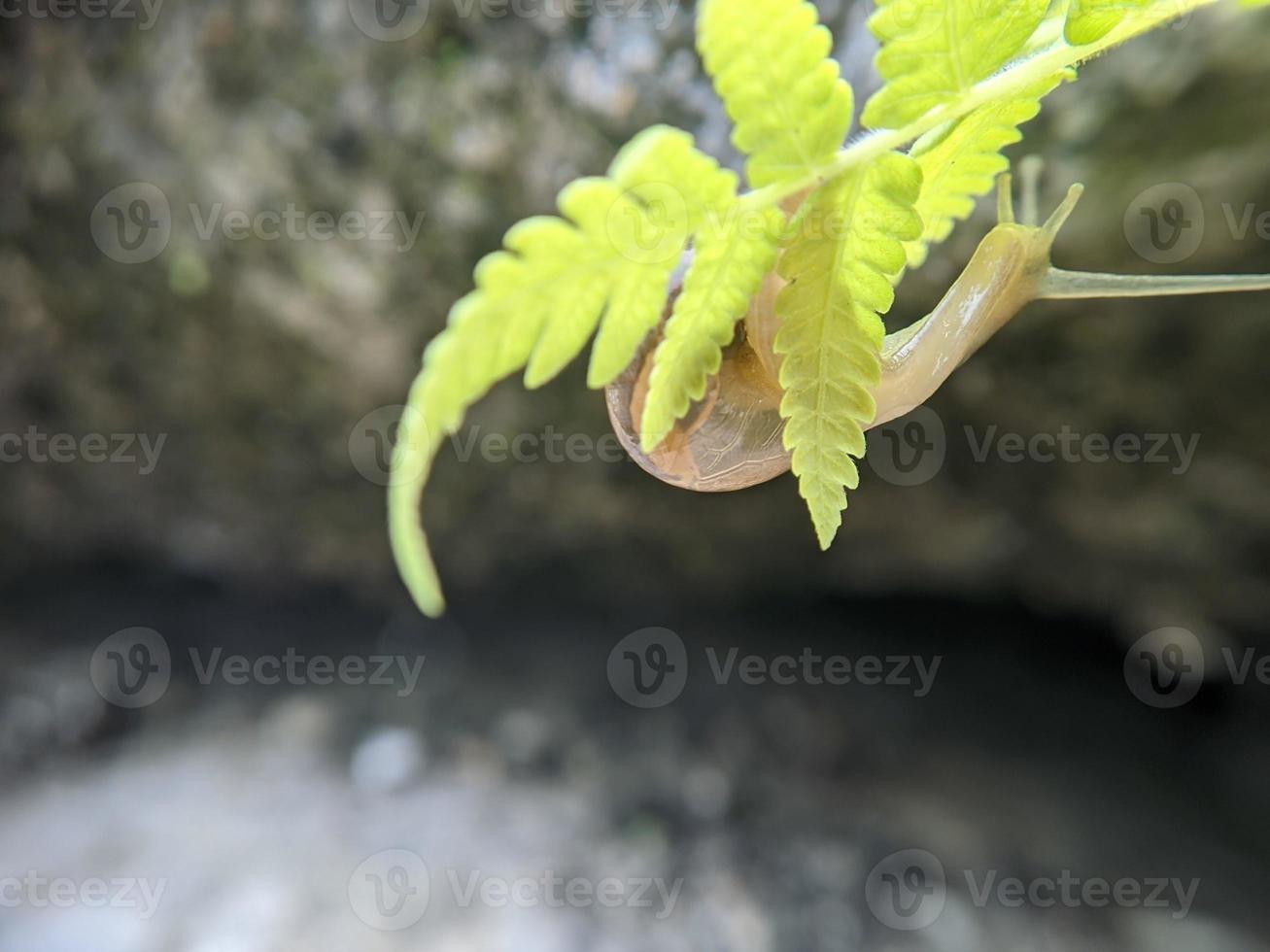 Garden snail or asian trampsnail on fern leaf in the morning, extreme close up, selected focus photo