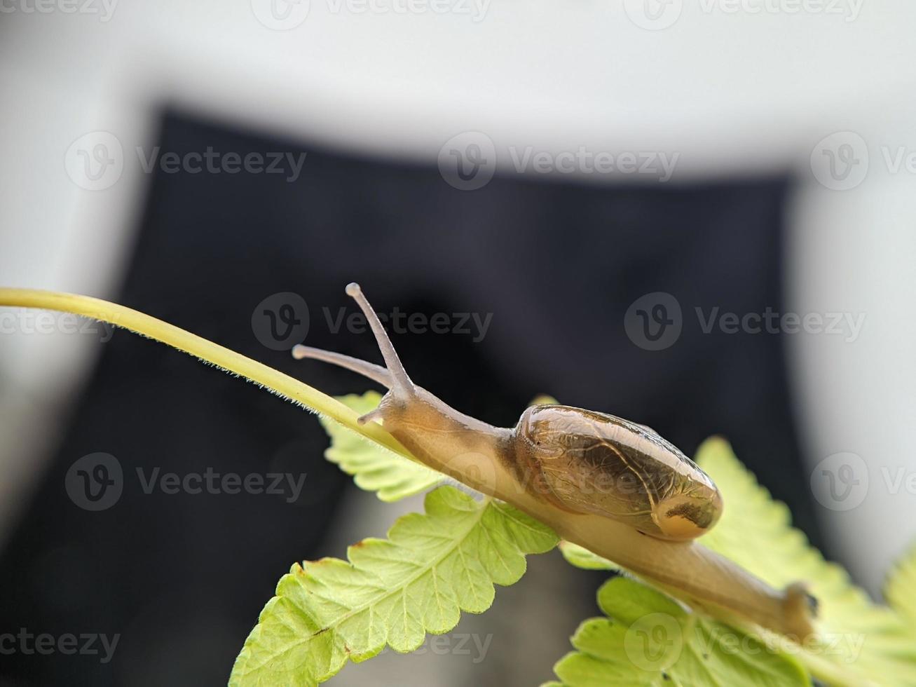 Snail on flower twig in the morning, macro photography, extreme close up photo