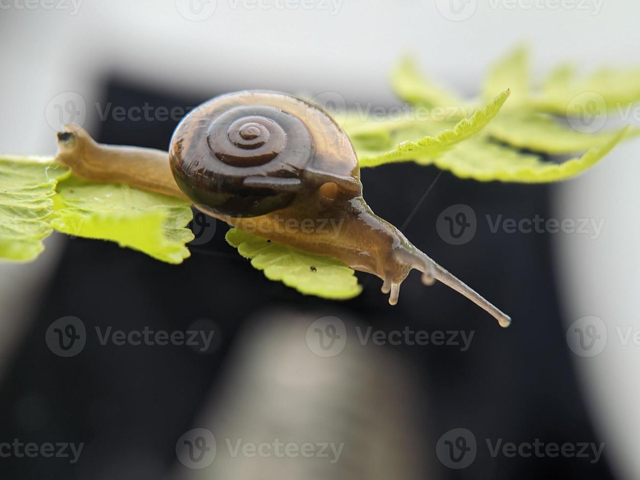 Snail on flower twig in the morning, macro photography, extreme close up photo