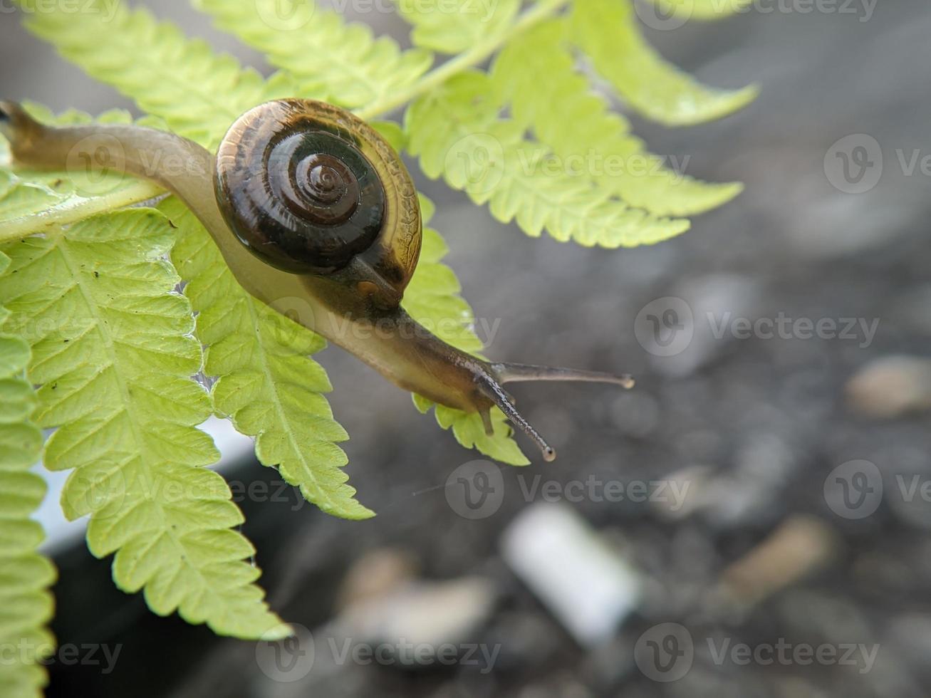 Garden snail or asian trampsnail on fern leaf in the morning, extreme close up, selected focus photo