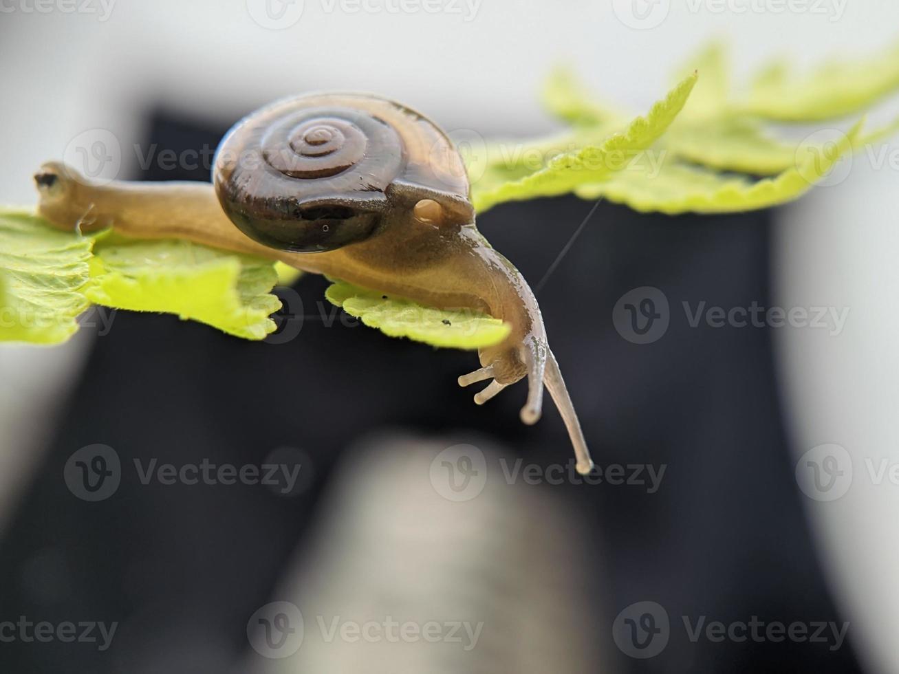 Garden snail or asian trampsnail on fern leaf in the morning, extreme close up, selected focus photo