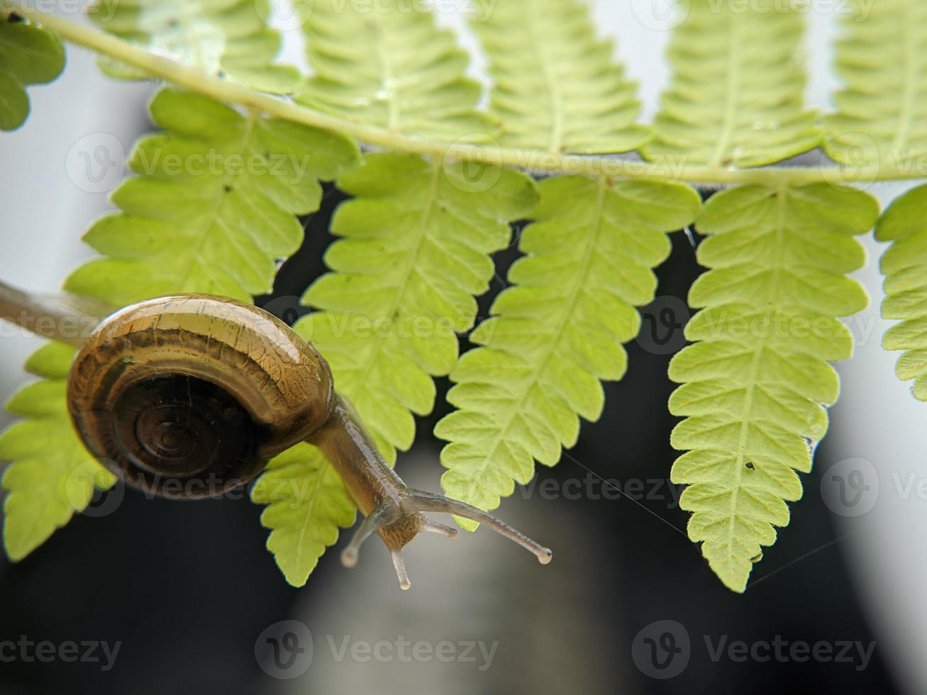 Garden snail or asian trampsnail on fern leaf in the morning, extreme close up, selected focus photo