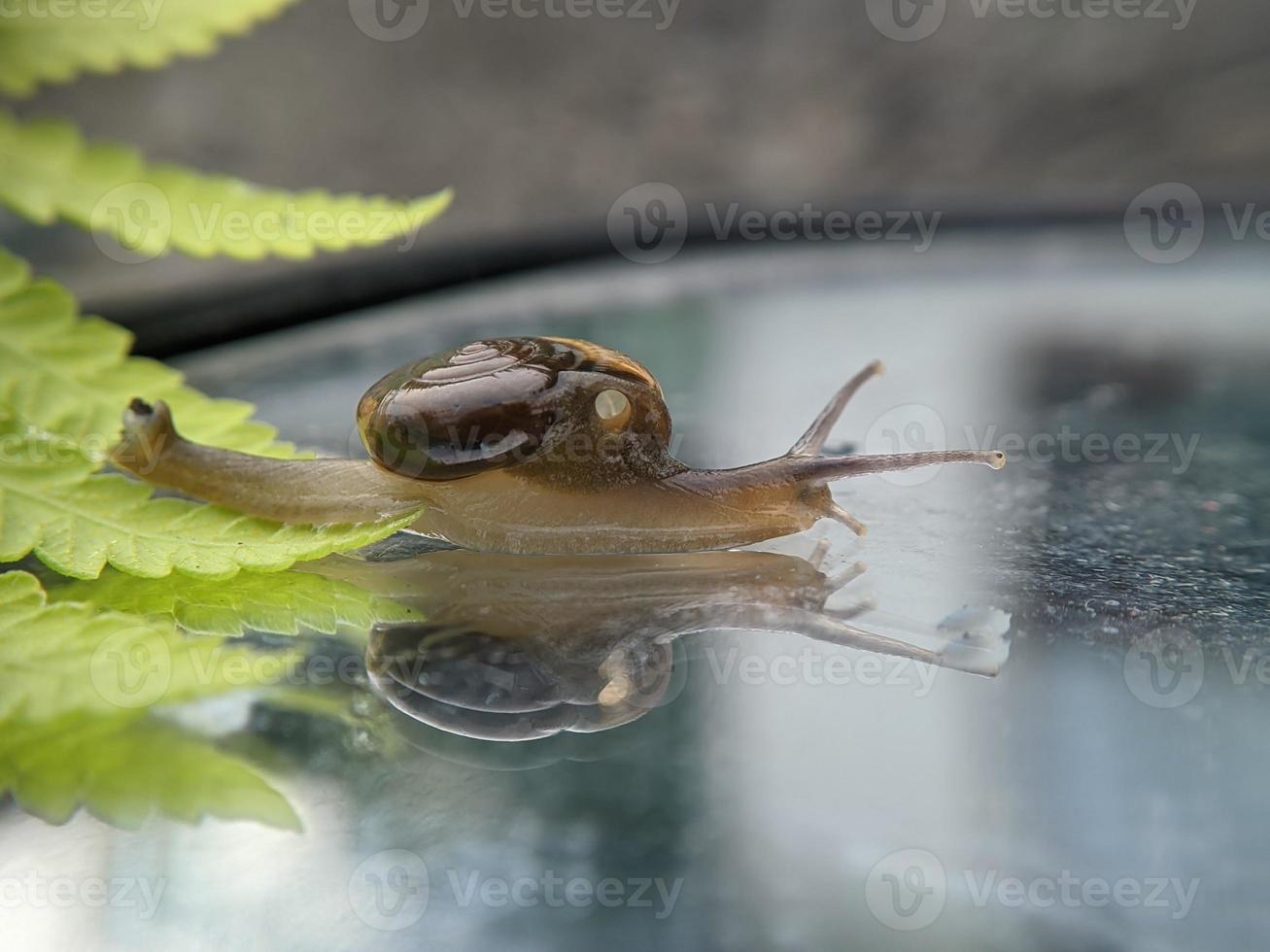 Garden snail or asian trampsnail on fern leaf in the morning, extreme close up, selected focus photo