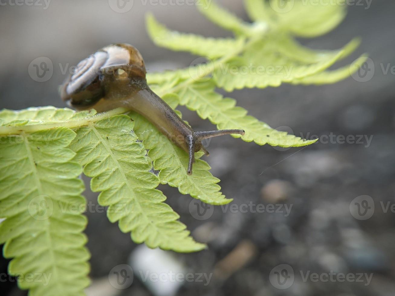 Garden snail or asian trampsnail on fern leaf in the morning, extreme close up, selected focus photo