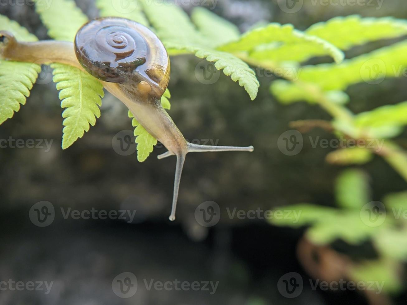 Garden snail or asian trampsnail on fern leaf in the morning, extreme close up, selected focus photo