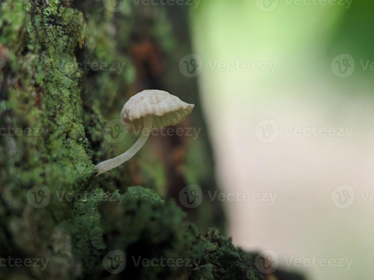 Unique view of a luminous white mushroom growing on a tree trunk photo
