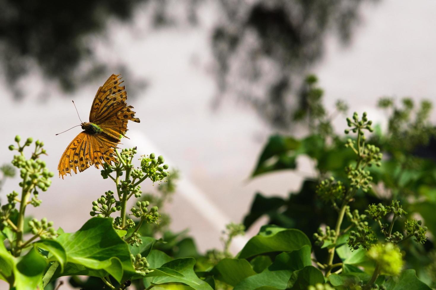 Beautiful orange butterfly on a fly, colorful summer flora outdoors, vivid sunny green garden, blossom floral background with insects. photo