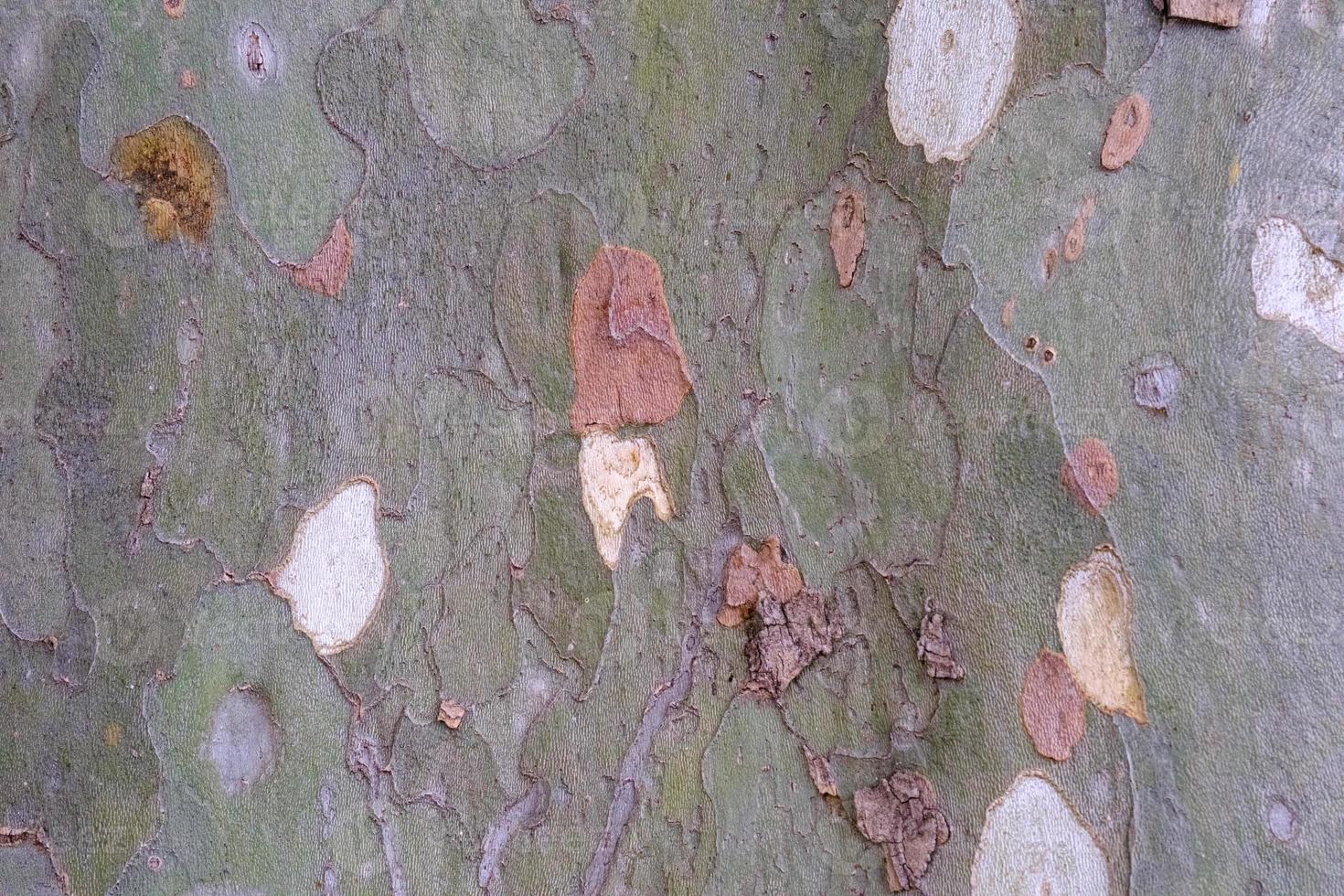 Texture of the plane tree bark, old platan tree crust, sycamore tree, closeup, wood, pattern, natural camouflage material, organic textured surface. photo