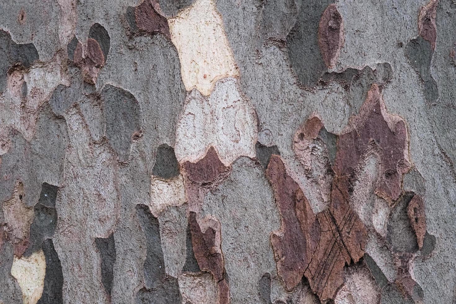corteza de un árbol de platan, textura, madera vieja, patrón, piel de sicomoro, material de camuflaje de plátano natural, primer plano, superficie texturizada orgánica. foto