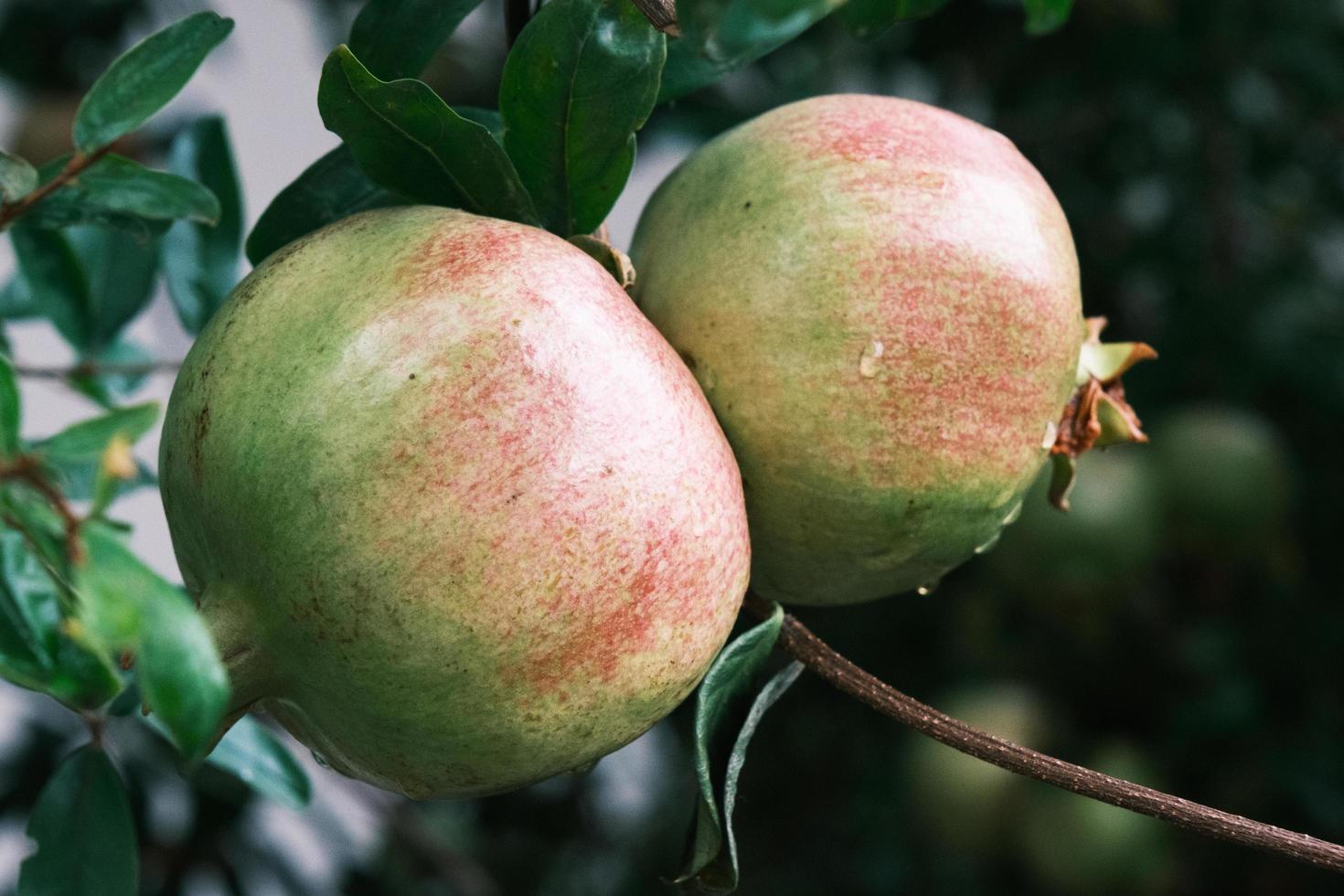 Green pomegranates on the tree brunch, closeup, raw granatums in September garden, outdoor, botanical background. photo