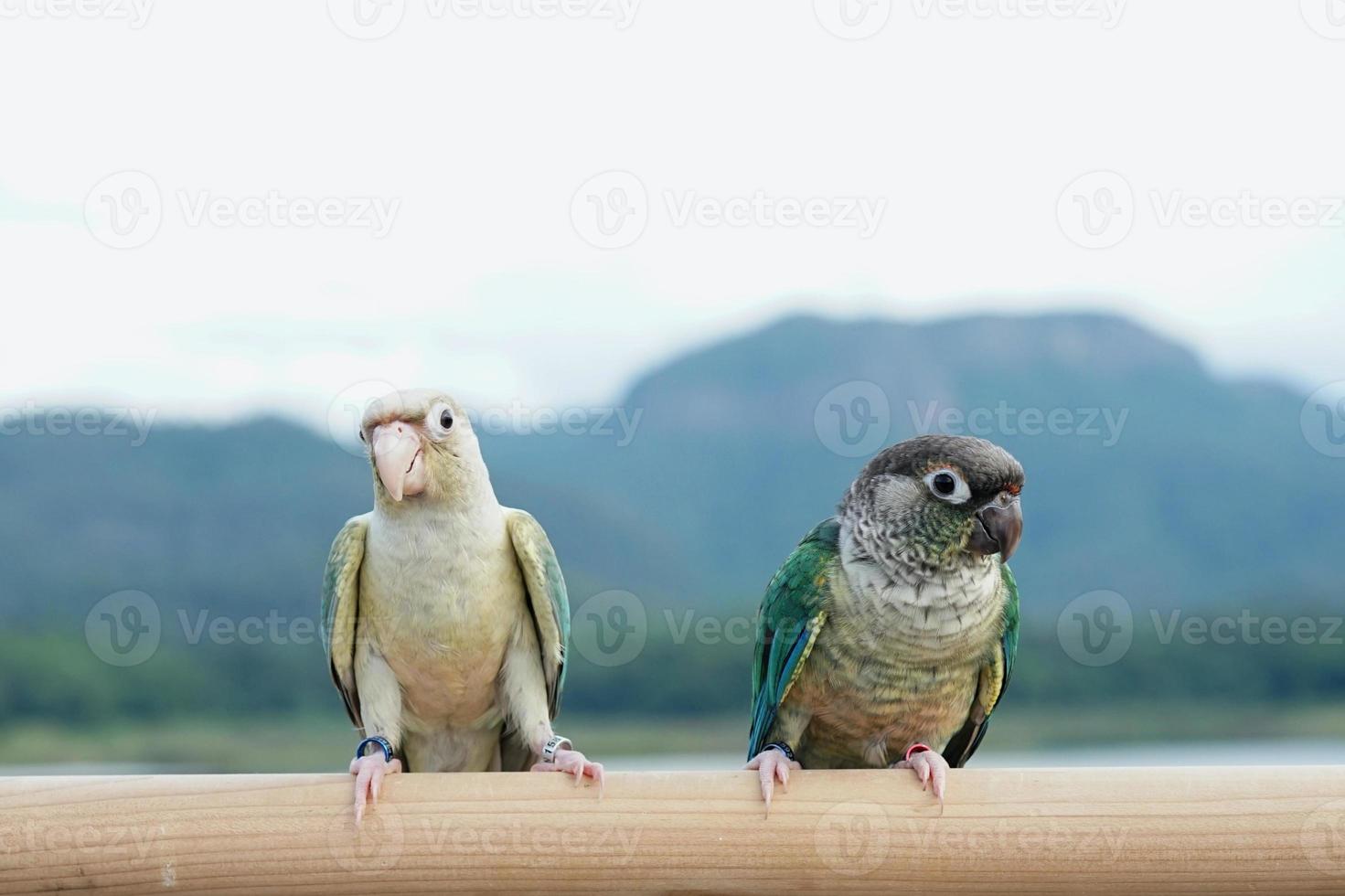 Two green cheek conure couple turquoise Yellow-sided and Pineapple color on sky and mountain background, the small parrot of the genus Pyrrhura, has a sharp beak. photo