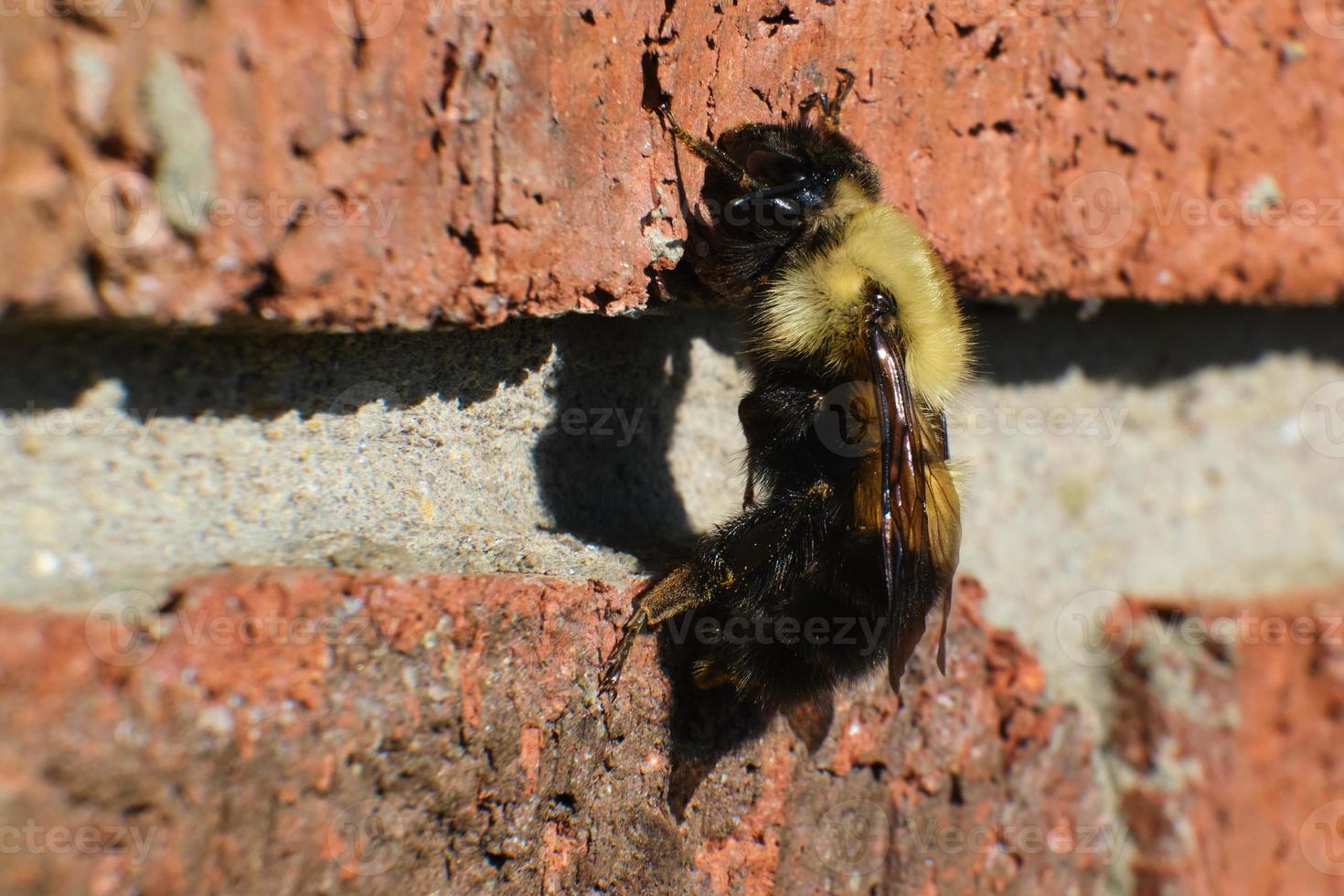 Half-black bumble bee hangs from a brick wall photo