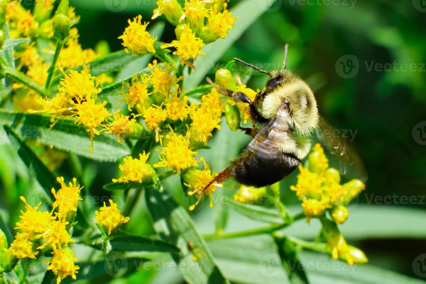 Common Eastern Bumble Bee  sits on top of a brown fence photo
