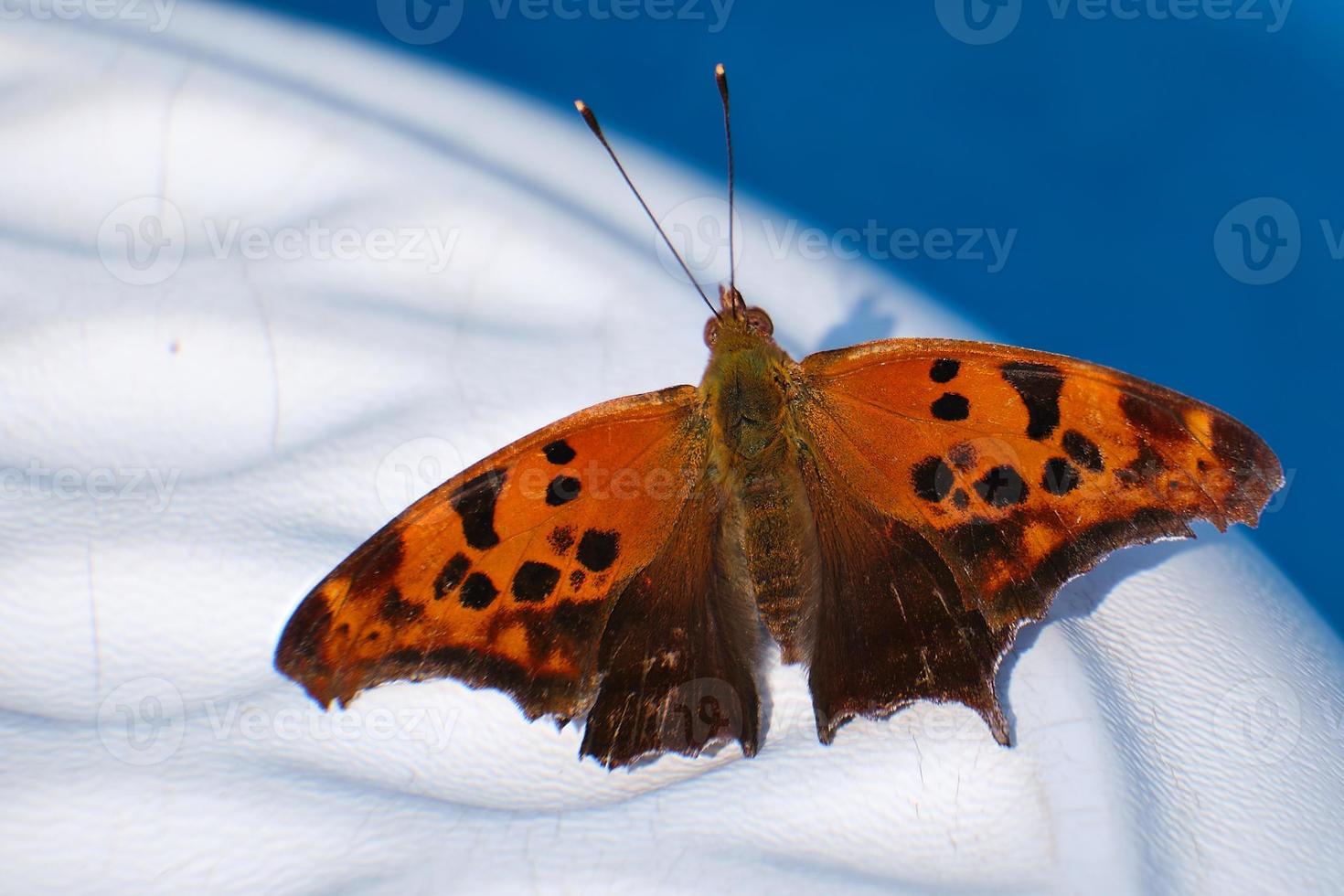 signo de interrogación alas de mariposa descansando en el borde de la piscina foto