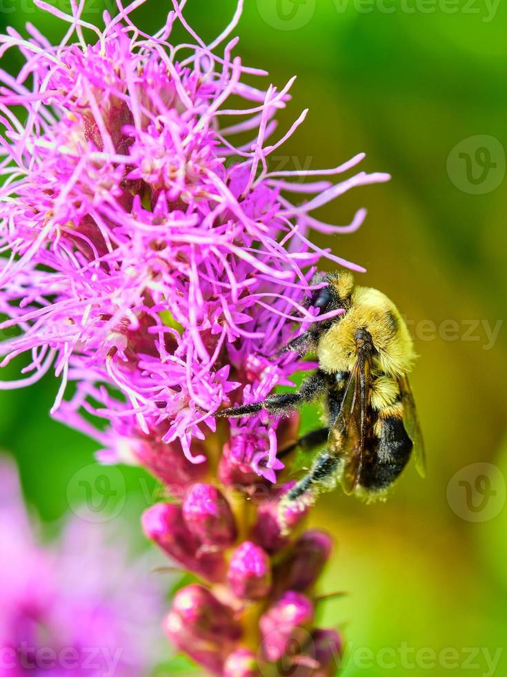 Common eastern bumble bee pollinates a purple dense blazing star photo
