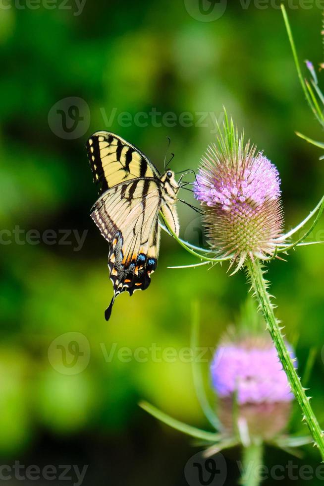 eastern tiger swallowtail butterfly pollinates wildflowers photo