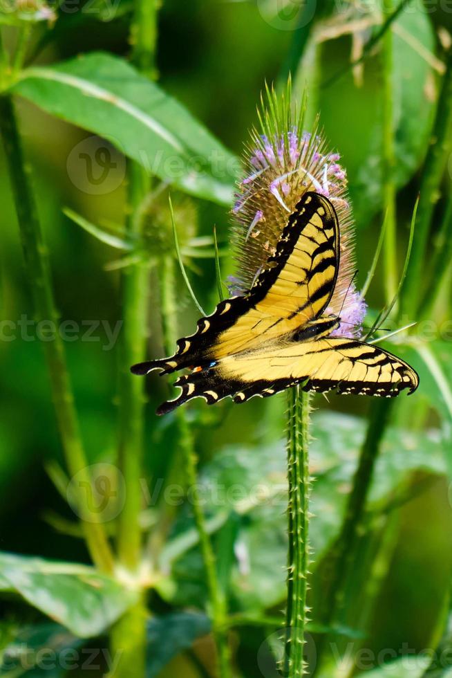 mariposa cola de golondrina tigre oriental poliniza flores silvestres foto