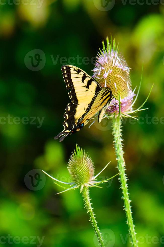 eastern tiger swallowtail butterfly pollinates wildflowers photo