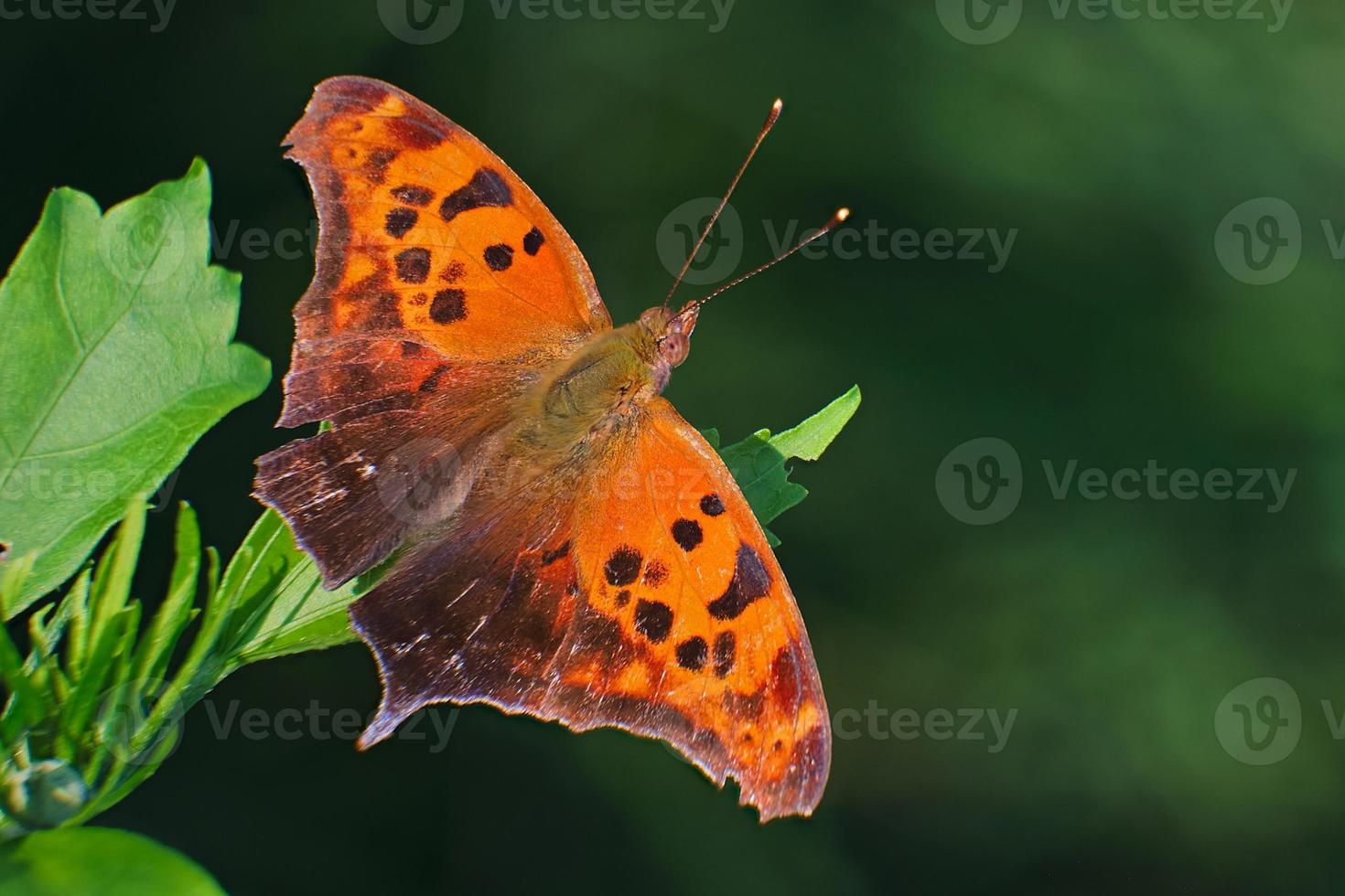 Question mark butterfly with wings spread photo