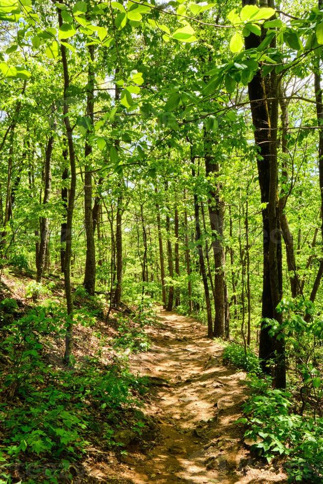 Hiking trail in Amicalola Falls State Park photo