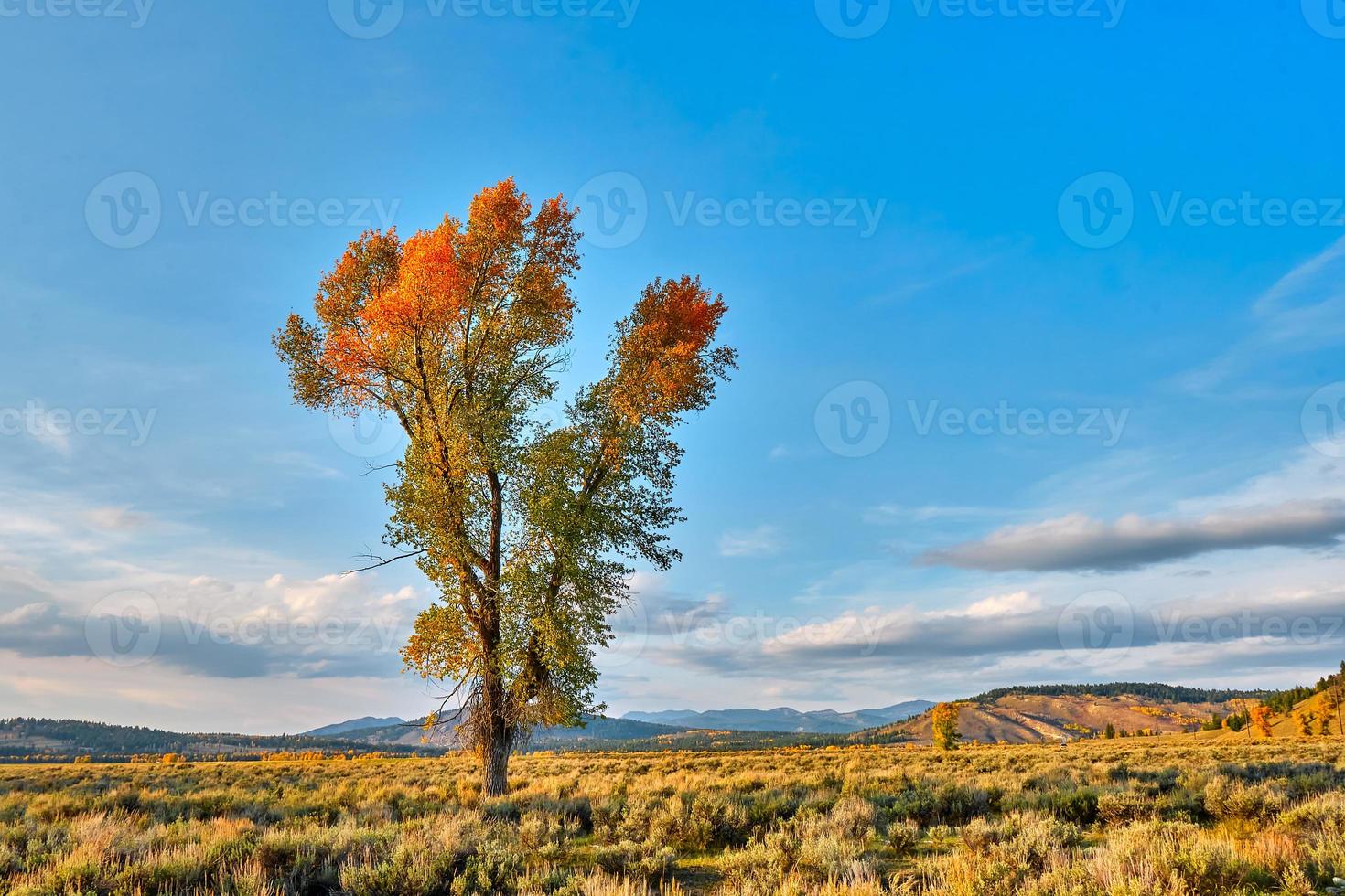 Isolated tree in Autumn photo