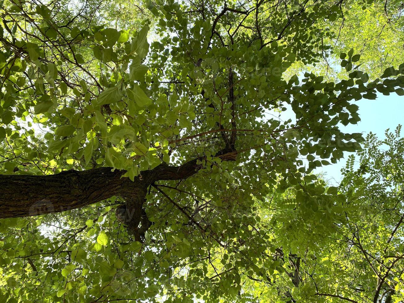 Summer crown tree view from below. green leafy trees photo