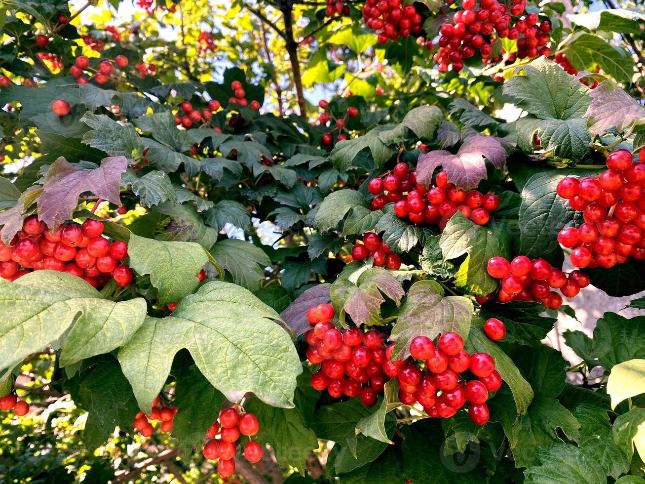 Bush viburnum. Ripe bunch of viburnum photo